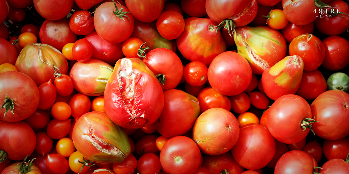 เทศกาลปามะเขือเทศ La Tomatina ใช้มะเขือเทศราคาถูกและไม่อร่อย