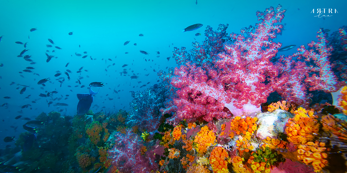 ปะการังทะเลใต้
