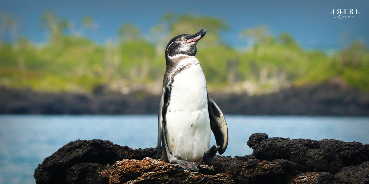 หมู่เกาะกาลาปากอส เพนกวิน