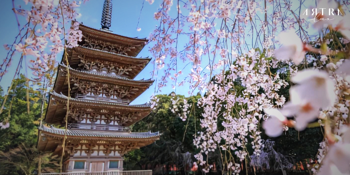 ดอกซากุระบานในวัดเปิดเทศกาลท่องเที่ยวญี่ปุ่น