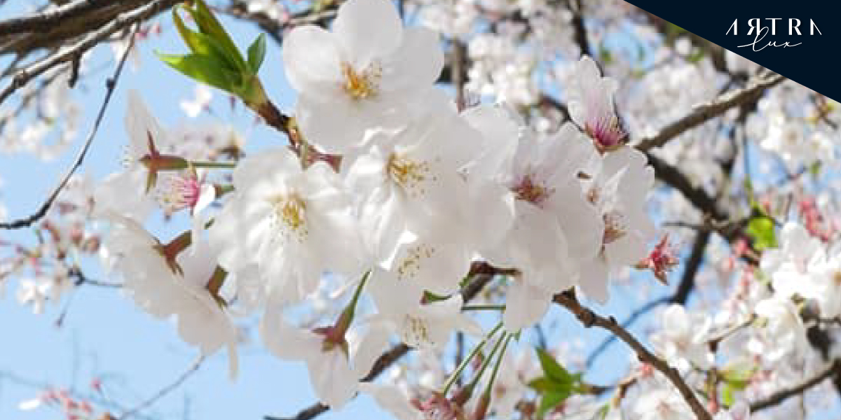 white-pinky sakura