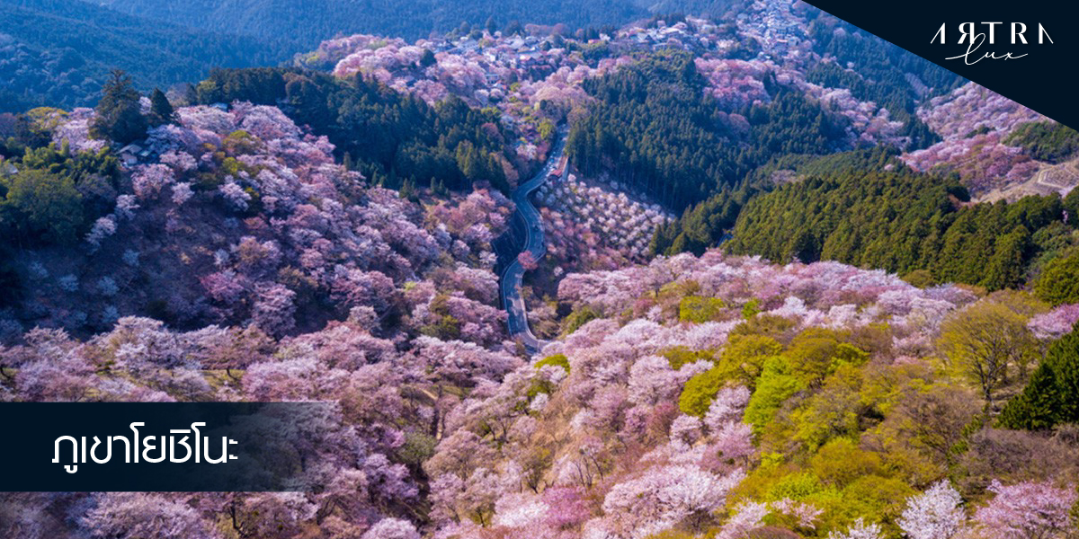 Sakura blossoms at Yoshino mountain