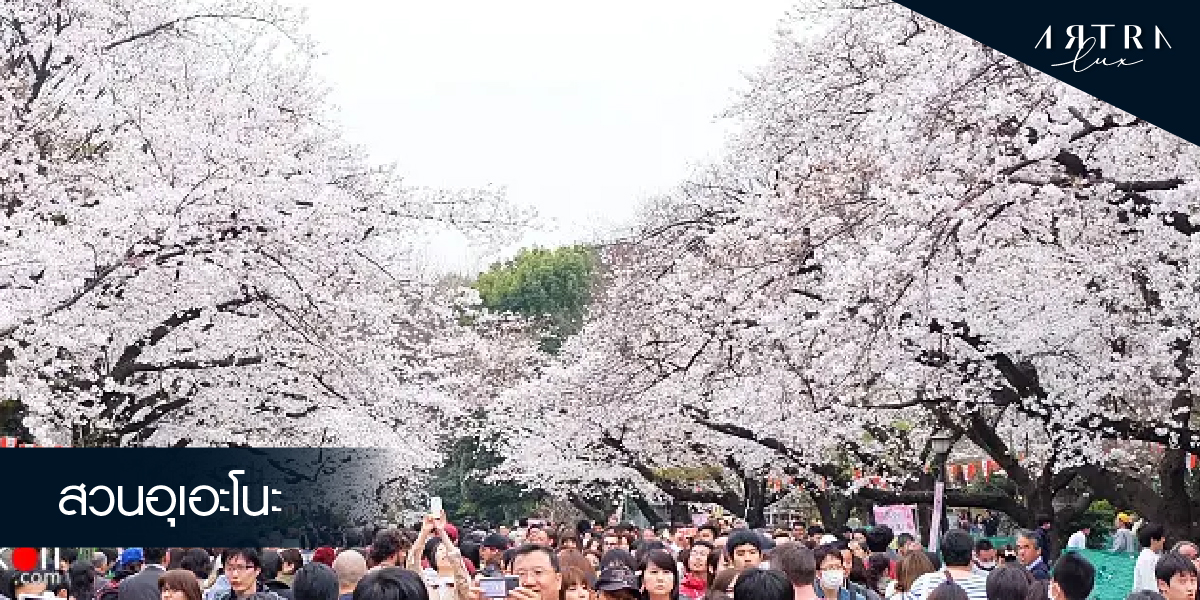 Sakura at Ueno Garden