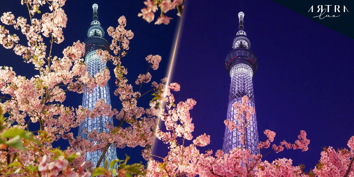 Sakura blossoms at the Tokyo tower