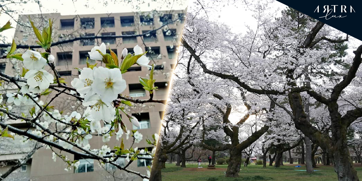 White Sakura blossoms in the front of the building