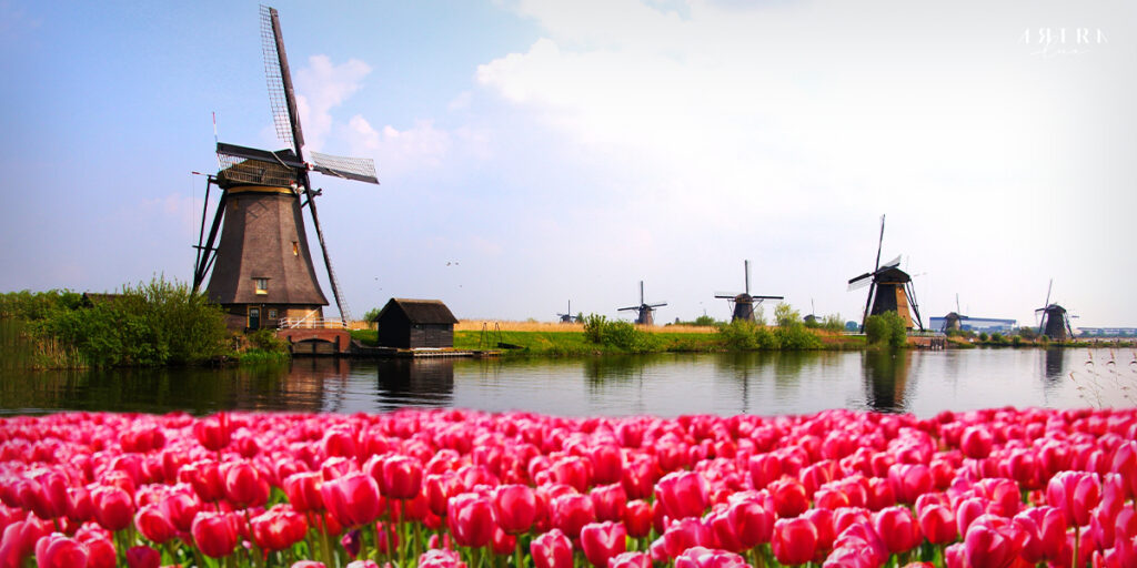 เนเธอร์แลนด์ดินแดนแห่งดอกทิวลิป